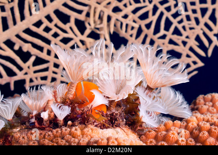 Soziale Staubwedel Würmer, Bispira Brunnea, Roatan, Bay Islands, Honduras, Karibik, Atlantik Stockfoto