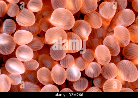 Bubble-Coral Plerogyra Sinuosa Loloata Island, Port Moresby, zentrale Provence, Papua Neuguinea, Coral Sea, Pazifik Stockfoto