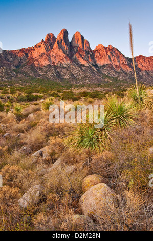 Hasenohren in Organ Mountains bei Sonnenaufgang, Aguirre Springs Gegend, in der Nähe von Las Cruces, New Mexico, USA Stockfoto