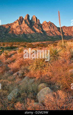 Hasenohren in Organ Mountains bei Sonnenaufgang, Aguirre Springs Gegend, in der Nähe von Las Cruces, New Mexico, USA Stockfoto