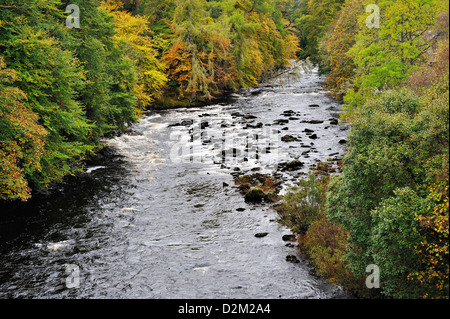 Herbst Herbst Farbe in breitblättrigen Wäldern in Schottland an den Ufern des Flusses Dochart Stockfoto