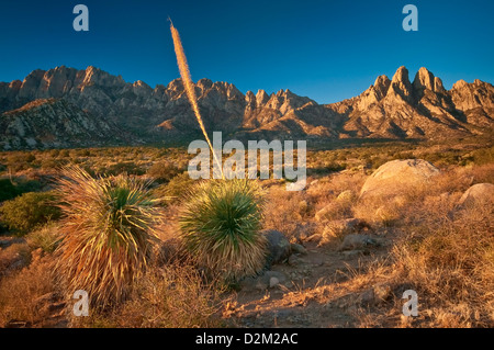 Hasenohren in Organ Mountains bei Sonnenaufgang, Yucca im Vordergrund, Aguirre Springs Gegend, in der Nähe von Las Cruces, New Mexico, USA Stockfoto