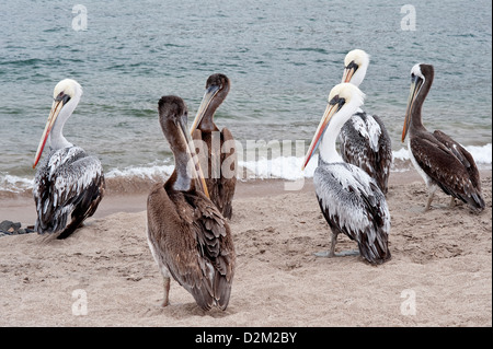 Peruanischen Pelikan (Pelecanus Thagus) Erwachsene und Jugendliche Gruppe in Ihrer Nähe bedroht Pazifikküste Nationalpark Pan de Azúcar Atacama Stockfoto