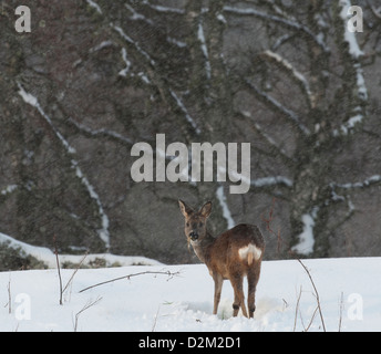 Rehe im Winterschnee fallen.  SCO 8911 Stockfoto