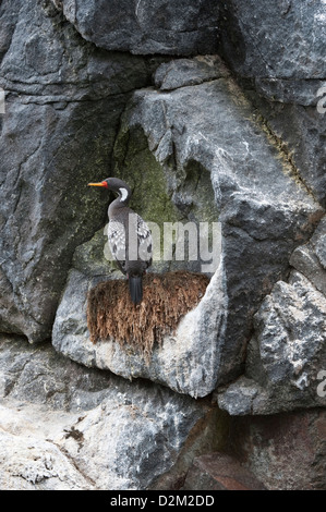 Red-footed Kormoran (Phalacrocorax Gaimardi) am Nest in der Nähe von bedrohten Pazifikküste Nationalpark Pan de Azúcar Atacama Stockfoto