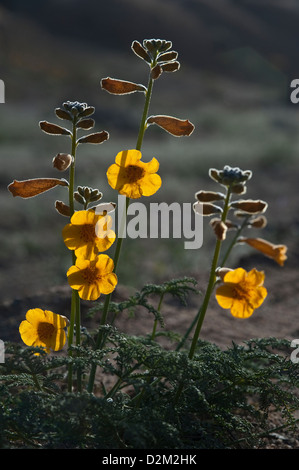 Argylia Radiata Blumen hinterleuchtete "Desierto Florido" Quebrada del Castillo Parque National Pan de Azucar Atacama (III) Chile Stockfoto