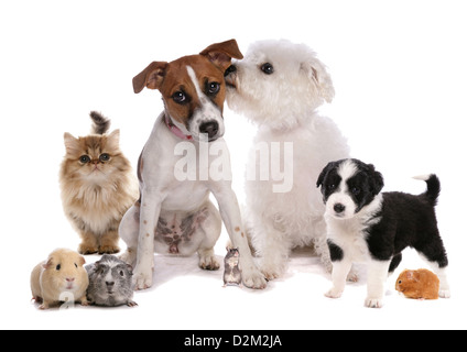 Gruppe von Haustieren Studio Ausschnitt Stockfoto