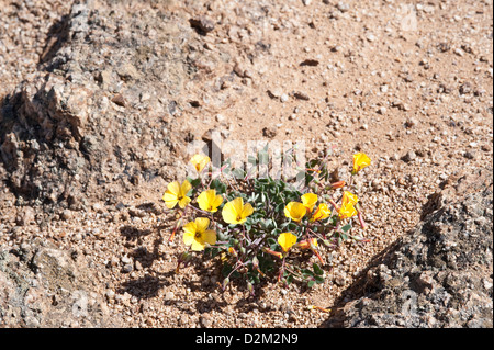 Vinagrillo (Oxalis sp.) Las Lomitas Park National Pan de Azucar Atacama El Norte Chico Chile Südamerika Stockfoto