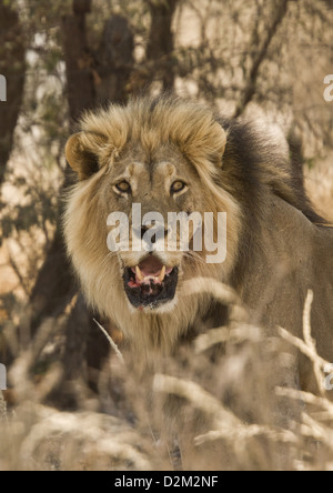 Männliche Kalahari Löwe (Panthera Leo) Kalahari-Wüste, Südafrika Stockfoto