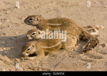 Gruppe von Kap Erdhörnchen (Xerus Inauris) in der Kalahari-Wüste, Südafrika Stockfoto