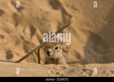 Young-Kap-Borstenhörnchen (Xerus Inauris) an der Mündung des Burrow, Kalahari-Wüste, Südafrika Stockfoto