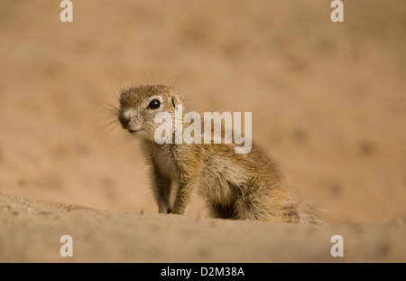 Young-Kap-Borstenhörnchen (Xerus Inauris) an der Mündung des Burrow, Kalahari-Wüste, Südafrika Stockfoto