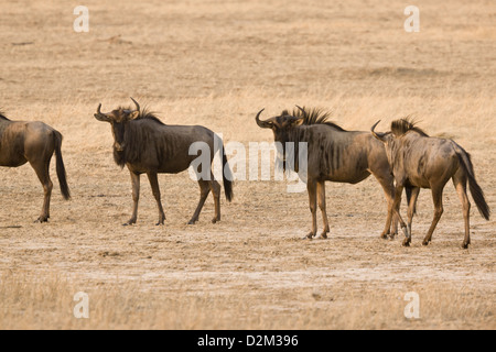 Gruppe von Gnus (Connochaetes Taurinus) in der Kalahari-Wüste, Südafrika Stockfoto