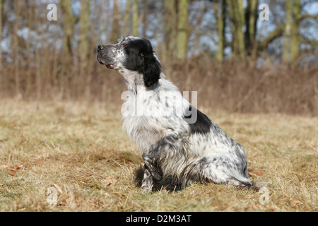 Hund Englisch Setter Erwachsener (blue Belton) sitzen auf einer Wiese Stockfoto