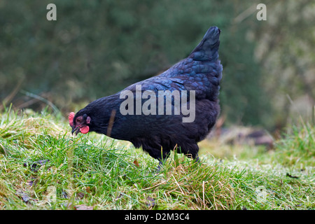 Ein einzelner junge schwarze Felsen Huhn, auch bekannt als ein Hühnchen, hübsche blaue Tönung zu Federn auf Rücken, zeigt, wie sie im Rasen pickt Stockfoto