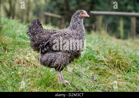 Porträt eines jungen Marans Huhn, auch bekannt als ein Hühnchen, stehend in Rasen Stockfoto