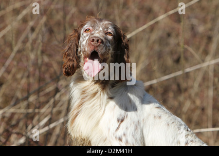 Hund Englisch Setter Erwachsener (orange Belton) Porträt Stockfoto