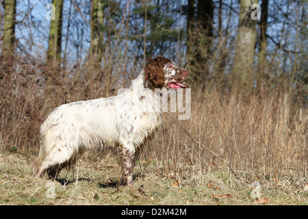 English Setter-Erwachsener Hund (orange Belton) steht auf einer Wiese Stockfoto