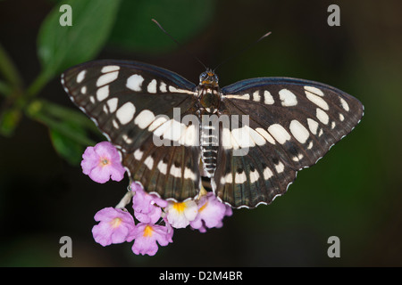 Einen Erwachsenen gemeinsame Sailor-butterfly Stockfoto