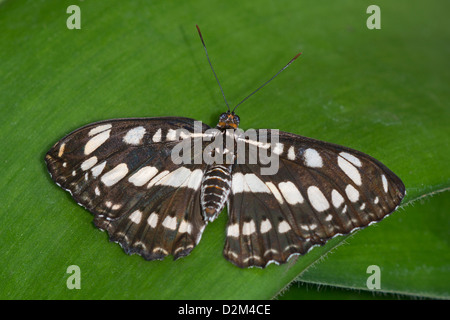 Einen Erwachsenen gemeinsame Sailor-butterfly Stockfoto