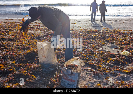 Ein Mann sammelt Algen vom Strand in Cornwall, Großbritannien Stockfoto