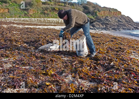 Ein Mann sammelt Algen vom Strand in Cornwall, Großbritannien Stockfoto