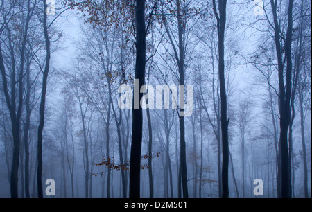 Bäume im wirbelnden Nebel an einem Wintertag Stockfoto