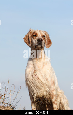 Hund Englisch Setter Erwachsener (orange Belton) Porträt Stockfoto