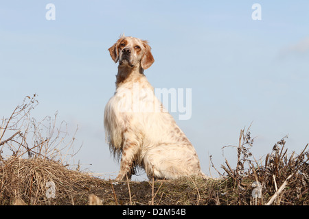 Hund Englisch Setter Erwachsener (orange Belton) sitzen auf einer Wiese Stockfoto