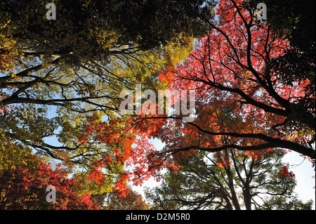 Chinesische Rowan Bäume in brillante Herbstfärbung im Rikugien Park im Zentrum von Tokio, Japan Stockfoto