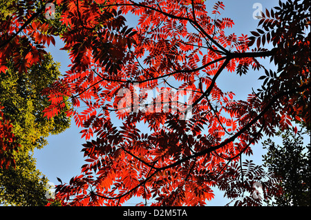 Chinesische Rowan Bäume in brillante Herbstfärbung im Rikugien Park im Zentrum von Tokio, Japan Stockfoto