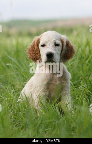 Hund Englisch Setter Welpen (orange Belton) sitzen auf einer Wiese Stockfoto