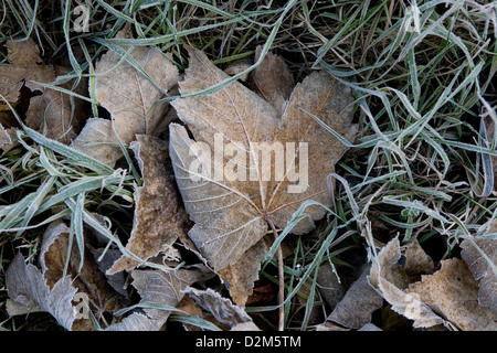 Gefrorene frostigen Bergahorn (Acer Pseudoplatanus) große Blätter und Grashalme im frühen Morgenlicht Stockfoto