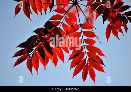 Chinesische Rowan Bäume in brillante Herbstfärbung im Rikugien Park im Zentrum von Tokio, Japan Stockfoto