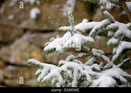 Schnee Flocken fallen auf Fichte (Picea Abies)-Weihnachtsbaum mit aus Fokus Cotswold steinerne Wand im Hintergrund. Stockfoto