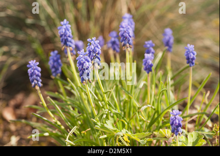 Kleine Trauben Hyazinthe Blüte im Frühling gemeinsame Trauben Hyazinthe Muscari Botryoides unter keimenden Rasen Stockfoto