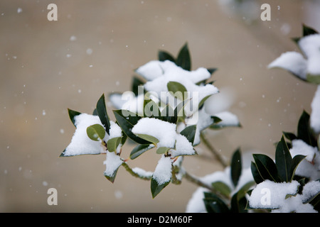 Stechpalme (Ilex Rotunda) mit Schnee auf Blätter, Schneeflocken fallen Gefangenen mit einer schnellen Verschlusszeit. Stockfoto