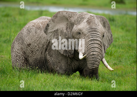 Afrikanische Elefanten füttern im Moor (Loxodonta Africana Africana), Amboseli Nationalpark, Kenia Stockfoto