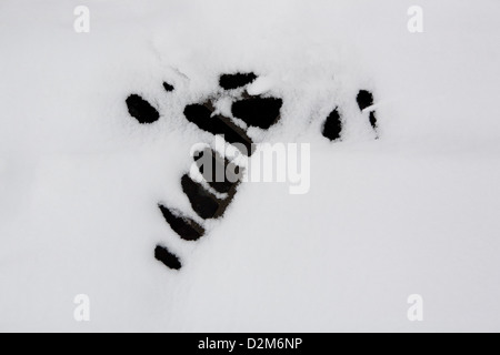 Schnee legt und deckt eine Straße in Kidlington, Oxfordshire, England, eine aus Gusseisen Drain Rinne Abdeckung ist Gerste sichtbar. Stockfoto