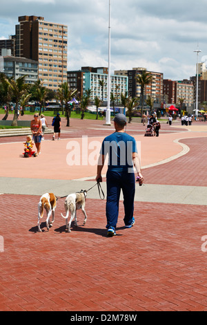 Durban, Südafrika. Ein Mann geht seinen Hunden entlang der Promenade am Strand von Durban Durban in Südafrika. Stockfoto