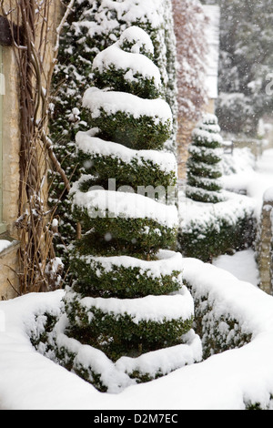 Englische Liguster (Ligustrum Vulgare) Formschnitt-Hecken in Schnee, Spirale und Diamant Formen bedeckt. Es schneit stark. Stockfoto