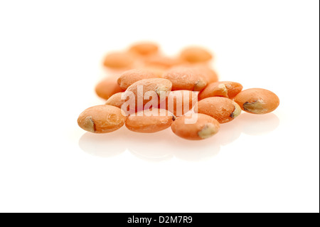 Bio ganze rote Linsen auf nahtlose weißen Hintergrund mit Schatten. Stockfoto