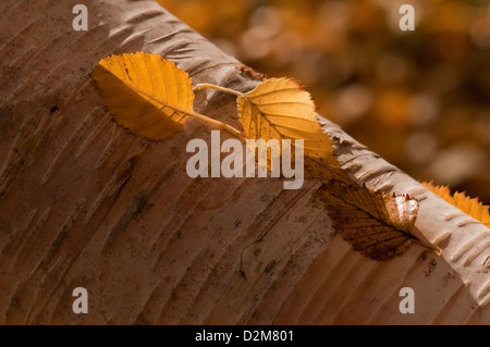 Drei Blätter am Stamm der Papier-Birke im Herbst fotografiert wie vorgefunden. Betula Papyrifera. Stockfoto