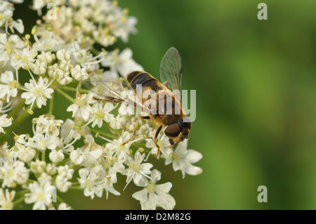 Hoverfly auf Wilde Möhre Stockfoto