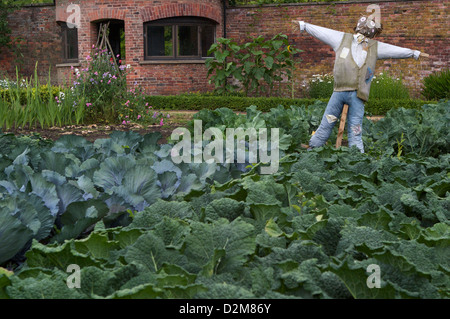 Eine Vogelscheuche steht Wache über Kohl in den ummauerten Garten an Tatton Park, Knutsford, Cheshire Stockfoto