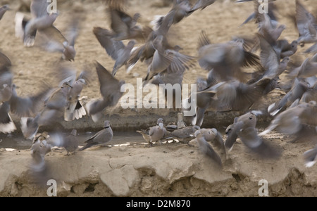 Ring-necked Tauben (Streptopelia Capicola) an einer Wasserstelle, Kalahari-Wüste, Südafrika Stockfoto