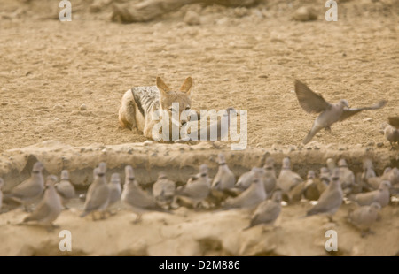 Black-backed Jackal (Canis Mesomelas) Jagd Ring-necked Tauben an einer Wasserstelle, Kalahari-Wüste, Südafrika. Serie Stockfoto