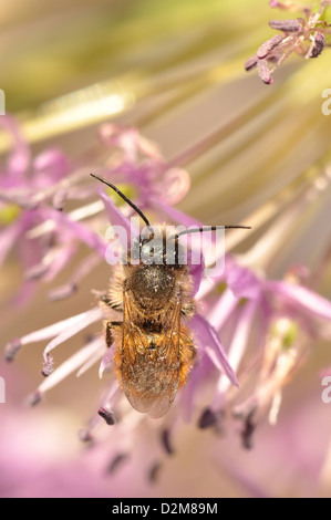 Rote Mauerbiene auf Allium Blume Stockfoto