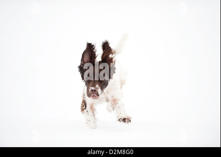 Englisch Springer Spaniel laufen im Schnee Stockfoto