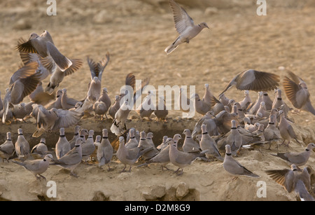 Ring-necked Tauben (Streptopelia Capicola) an einer Wasserstelle in der Kalahari-Wüste, Südafrika Stockfoto